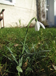 SX21489 Snowdrop (Galanthus nivalis) in garden.jpg